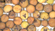 column seed