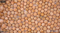 column seed