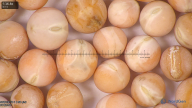 column seed