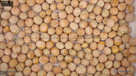 column seed