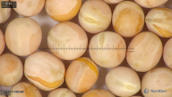 column seed