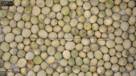 column seed