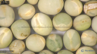 column seed