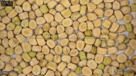 column Seed