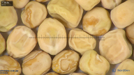 column seed