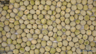 seed
