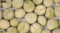 column seed