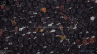 seed