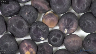 column seed