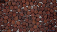 seed