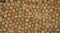 seed