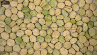 seed