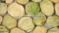 column seed