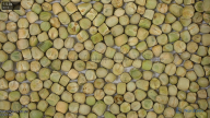 seed