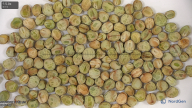 seed