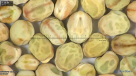 column seed