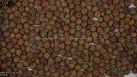 seed