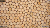 column Seed