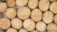 column seed