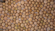 column seed