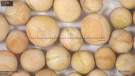 column seed