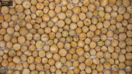column seed