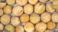 column seed