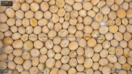 seed