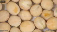 column seed