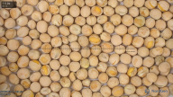 seed