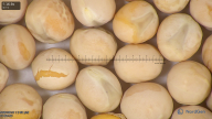 column seed