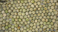 seed