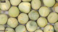 column seed