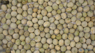 column seed