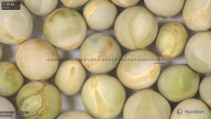 column seed