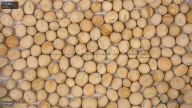 seed