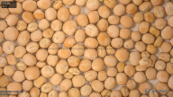 seed