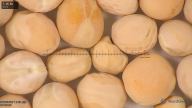column seed