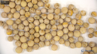 seed