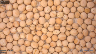 seed