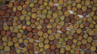 seed