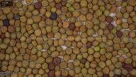 seed