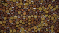 seed