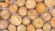 column seed