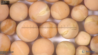 column seed