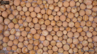 seed