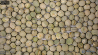 seed