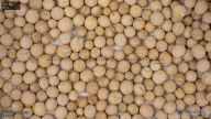seed