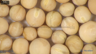 column seed