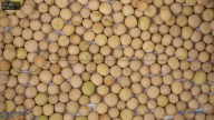 seed